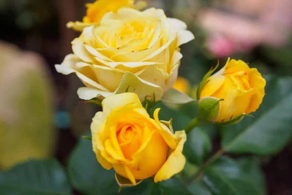 Schöne Frische Natürliche Rosen Blumengarten — Stockfoto
