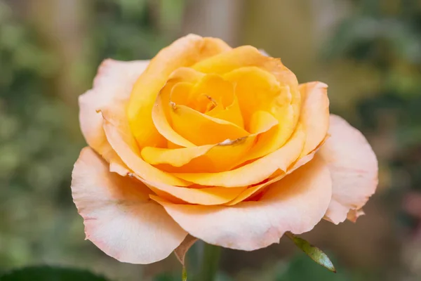 Schöne Frische Natürliche Rosen Blumengarten — Stockfoto