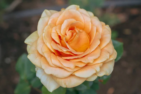 Hermosas Rosas Naturales Frescas Jardín Flores — Foto de Stock
