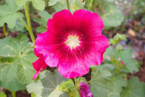 Hermosa Flor Rosa Flores Hollyhock Decorar Jardín —  Fotos de Stock