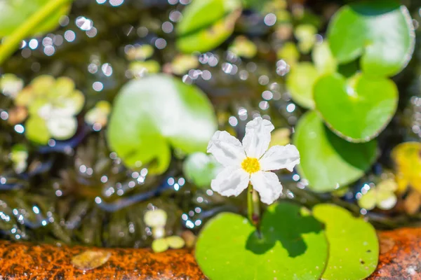 Flor Del Copo Nieve Del Agua Lirio Planta Del Plátano —  Fotos de Stock