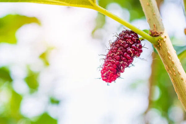 Frutti Gelso Rosso Fresco Ramo Albero — Foto Stock