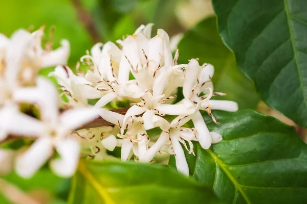 White coffee flowers in green leaves tree plantation close up