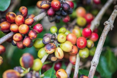Ağaç dallarında taze kahve çekirdekleri.
