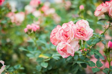 Bahçedeki güzel pembe güller