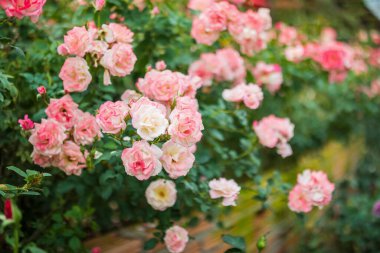 Bahçedeki güzel pembe güller