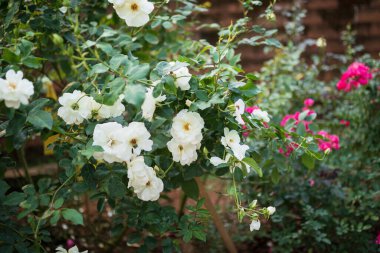 Bahçedeki güzel beyaz güller