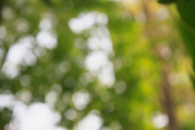 Soyut doğa bokeh arkaplanı