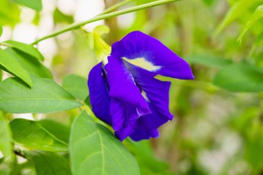 Kelebek bezelye Klitorisi Terminatif mavi çiçek yakın plan