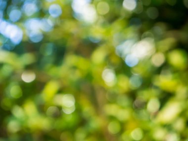 Bulanık yeşil yaprak bokeh arkaplanı