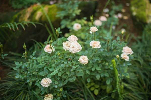 Belle Fleur Roses Blanches Dans Jardin — Photo