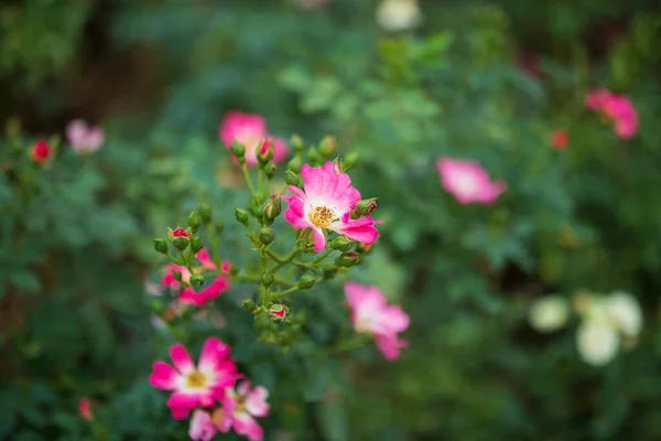 Hermosas Rosas Rosadas Coloridas Florecen Jardín —  Fotos de Stock