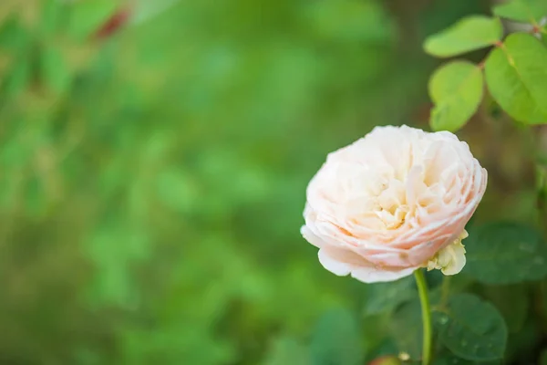Hermosas Rosas Florecen Jardín — Foto de Stock
