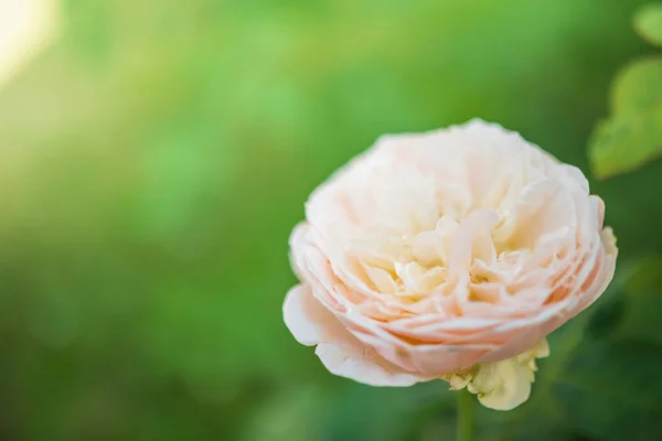 Piękne Róże Kwiat Ogrodzie — Zdjęcie stockowe