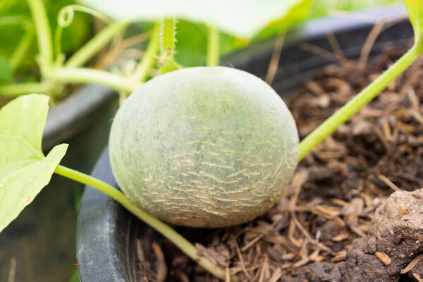 Melon fruit in organic garden