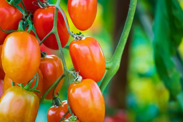 Fresh Red Ripe Tomatoes Hanging Vine Plant Growing Organic Garden — Stock Photo, Image