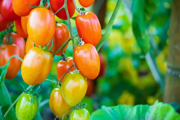 Fresh Red Ripe Tomatoes Hanging Vine Plant Growing Organic Garden — Stock Photo, Image