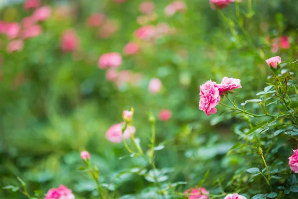 Piękne Kolorowe Różowe Róże Kwiat Ogrodzie — Zdjęcie stockowe