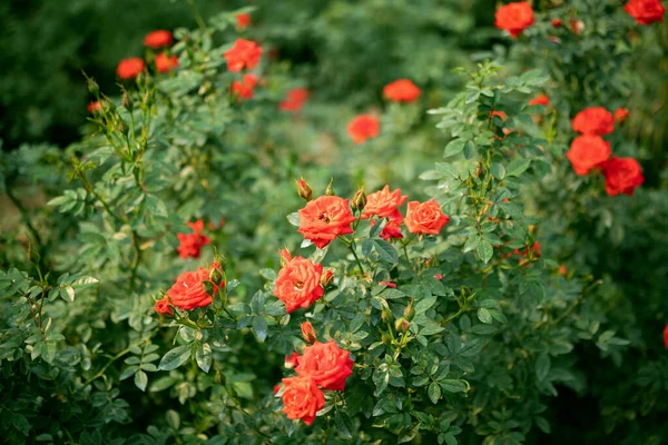 庭の美しいカラフルなバラの花 — ストック写真