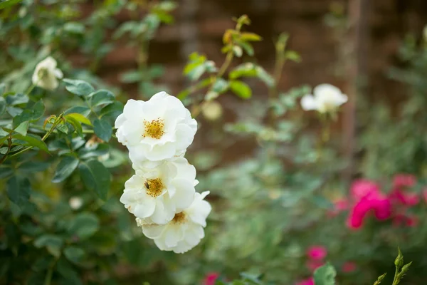 Bellissime Rose Bianche Fiore Giardino — Foto Stock
