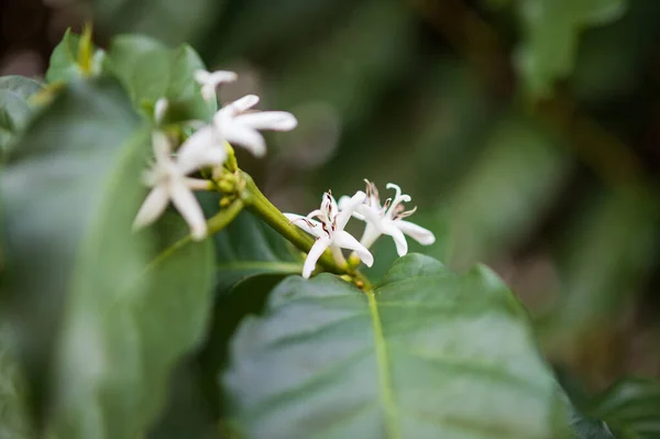 Flor Branca Árvore Café Perto — Fotografia de Stock