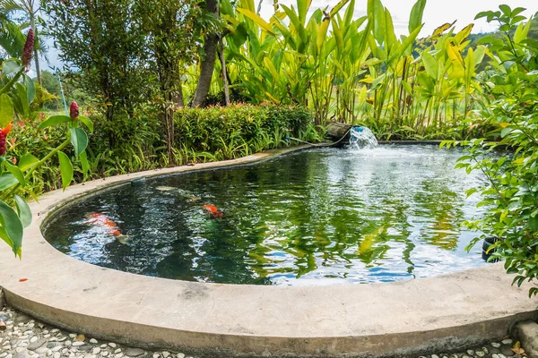 Carpas Peces Koi Nadando Estanque Jardín — Foto de Stock