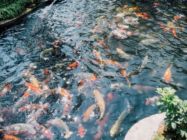 庭の池の鯉 — ストック写真