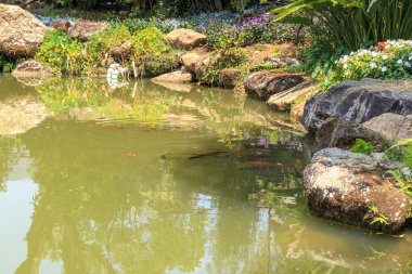 Bahçe havuzu dekoratif peyzaj tasarımında koi balığı