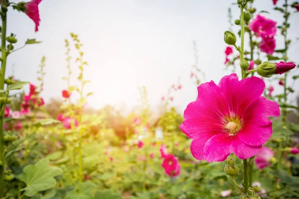 Gyönyörű Rózsaszín Virág Hollyhock Virágok Díszítik Kertben — Stock Fotó