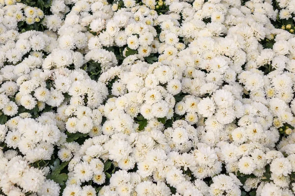 Beyaz kasımpatı çiçeği arkaplanı