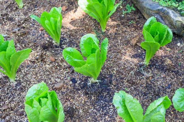 Romain Verde Planta Alface Cos Jardim Orgânico — Fotografia de Stock