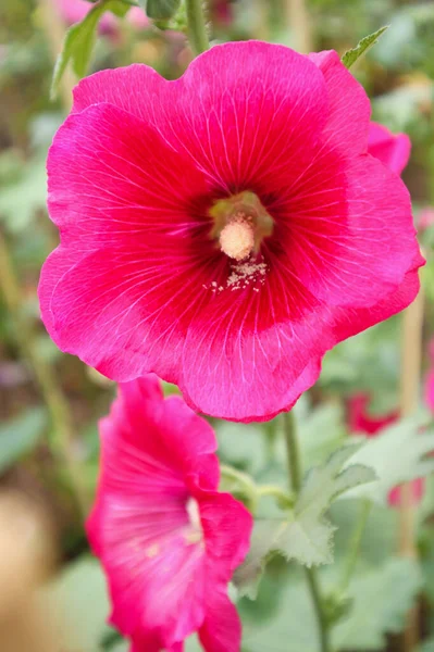 Bello Fiore Rosa Fiori Hollyhock Decorare Giardino — Foto Stock