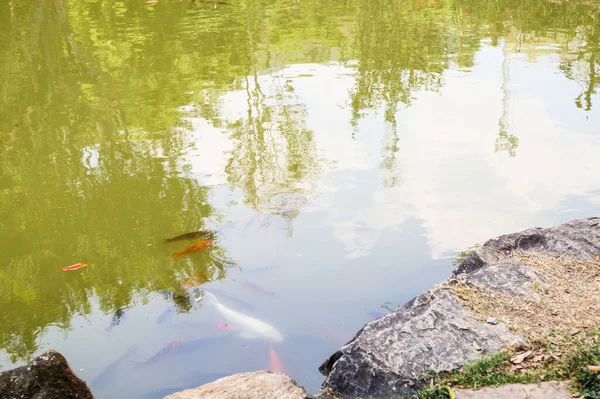 Bahçe havuzu dekoratif peyzaj tasarımında koi balığı