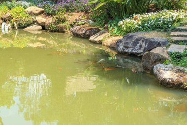 Bahçe havuzu dekoratif peyzaj tasarımında koi balığı
