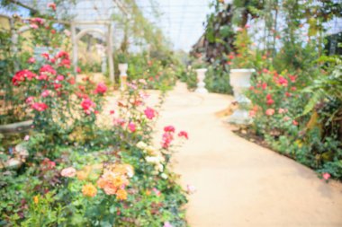 Soyut bulanıklık. Çiçek bahçesindeki güzel doğal güller.