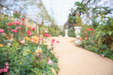 Soyut bulanıklık. Çiçek bahçesindeki güzel doğal güller.