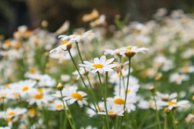 Yeşil çayır üzerindeki güzel beyaz papatya tarlası