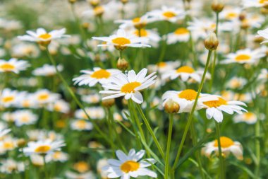 Yeşil çayır üzerindeki güzel beyaz papatya tarlası