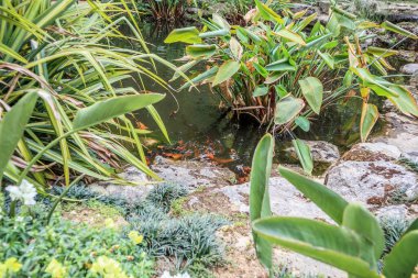 Bahçe havuzu dekoratif peyzaj tasarımında koi balığı