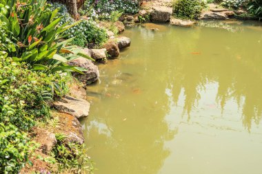 Bahçe havuzu dekoratif peyzaj tasarımında koi balığı