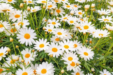 Yeşil çayır üzerindeki güzel beyaz papatya tarlası