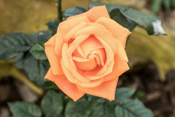 Piękne Świeże Naturalne Róże Ogrodzie Kwiatów — Zdjęcie stockowe