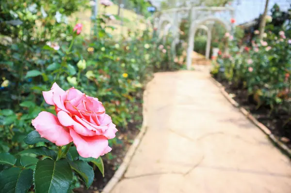 Hermosas Rosas Rosadas Naturales Frescas Jardín Flores — Foto de Stock