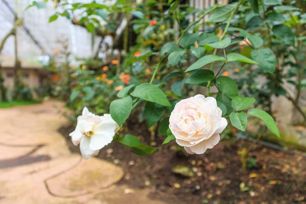 Çiçek Bahçesinde Güzel Taze Doğal Güller — Stok fotoğraf