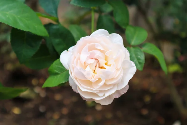 Όμορφα Φρέσκα Φυσικά Τριαντάφυλλα Στον Κήπο Λουλουδιών — Φωτογραφία Αρχείου