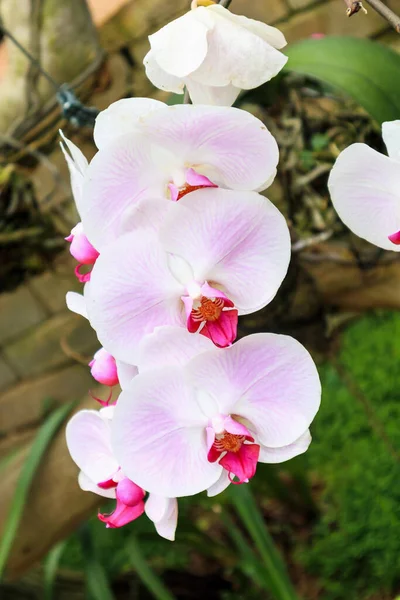 熱帯植物園のピンク ファレノシランの花 — ストック写真