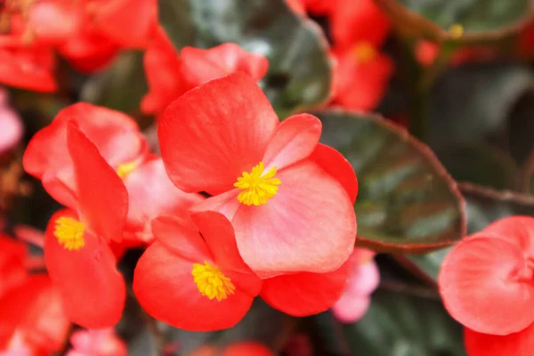 Rote Begonien Blühen Garten — Stockfoto