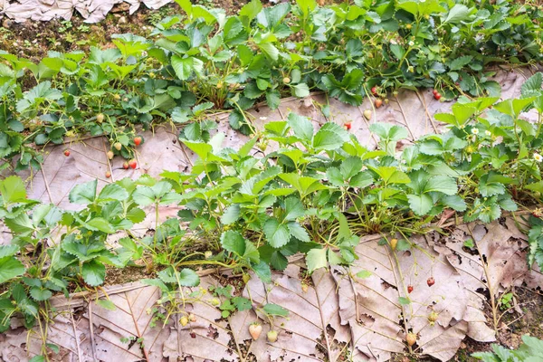 Erdbeerpflanze Mit Blütenblättern Und Reifen Beeren Wächst Auf Grünem Bio — Stockfoto