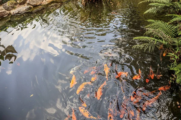 庭の鯉池の装飾的な風景デザイン — ストック写真