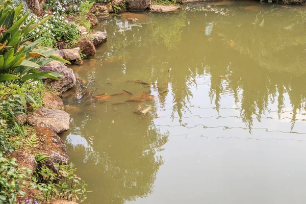 庭の鯉池の装飾的な風景デザイン — ストック写真